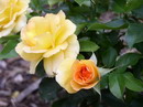 Rosa Hybrida